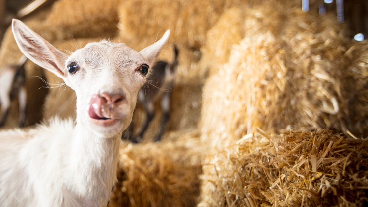 meyenberg-product-carousel-4