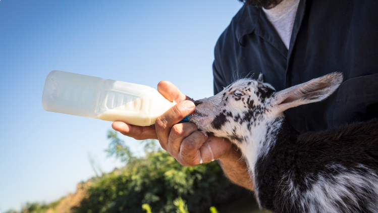 Meyenberg Certified Humane Goat Care