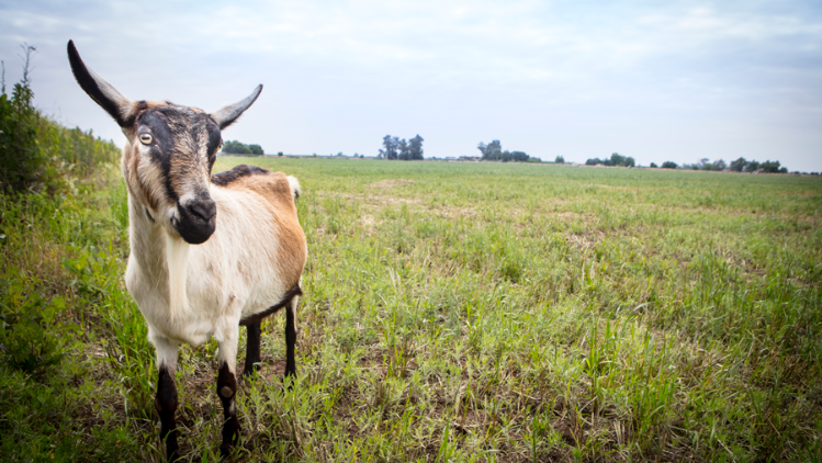 meyenberg-product-carousel-3