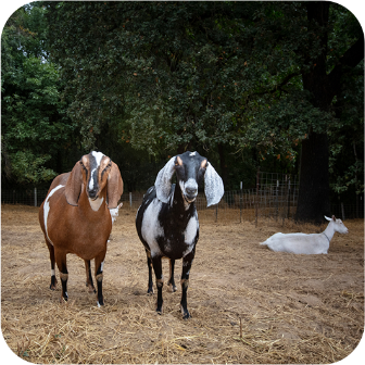 Meyenberg Benefits: Environment Goats