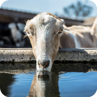 Meyenberg Dairy Goats Lamancha