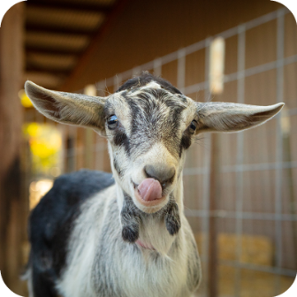 Meyenberg Dairy Goats Alpines
