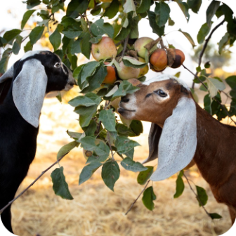 Meyenberg Dairy Goats Nubians
